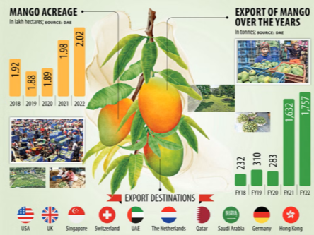 Mango Export